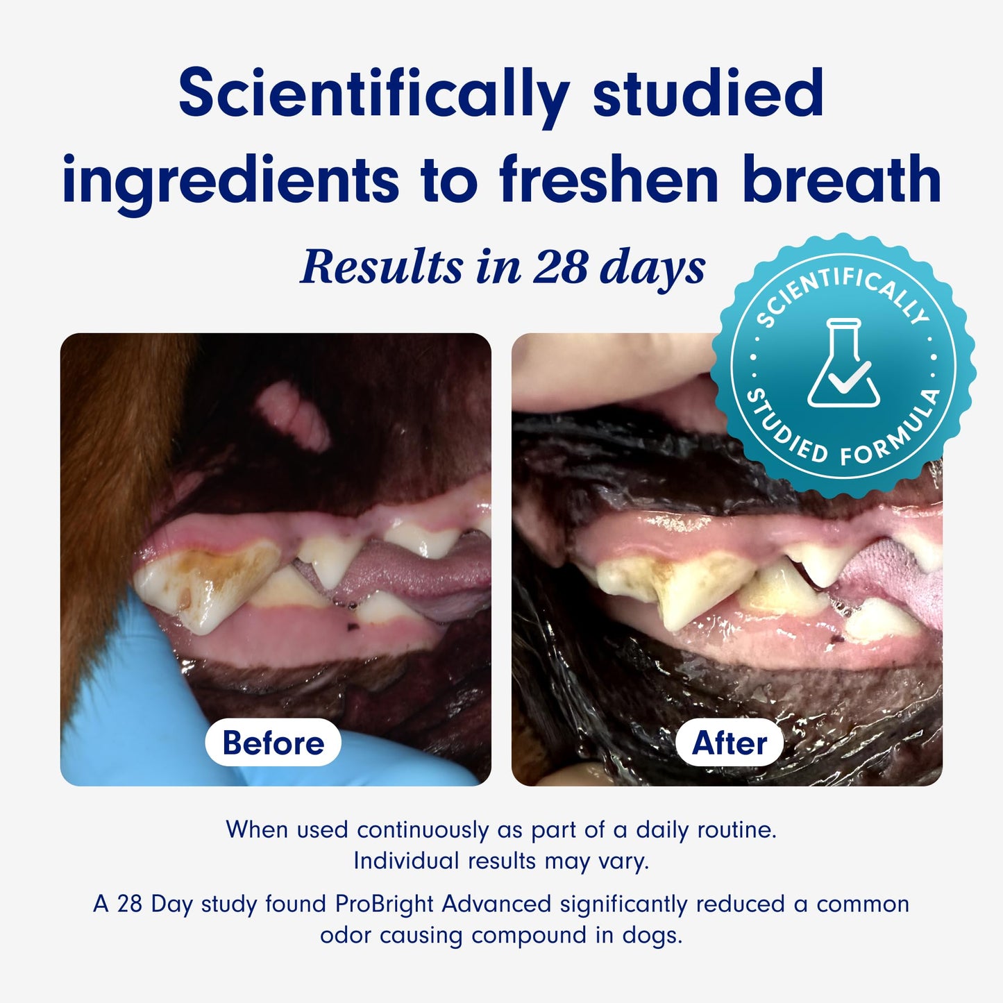 PetLab Co. ProBright Advanced Dental Powder - Dog Breath Freshener - Teeth Cleaning Made Easy – Targets Tartar & Bad Breath