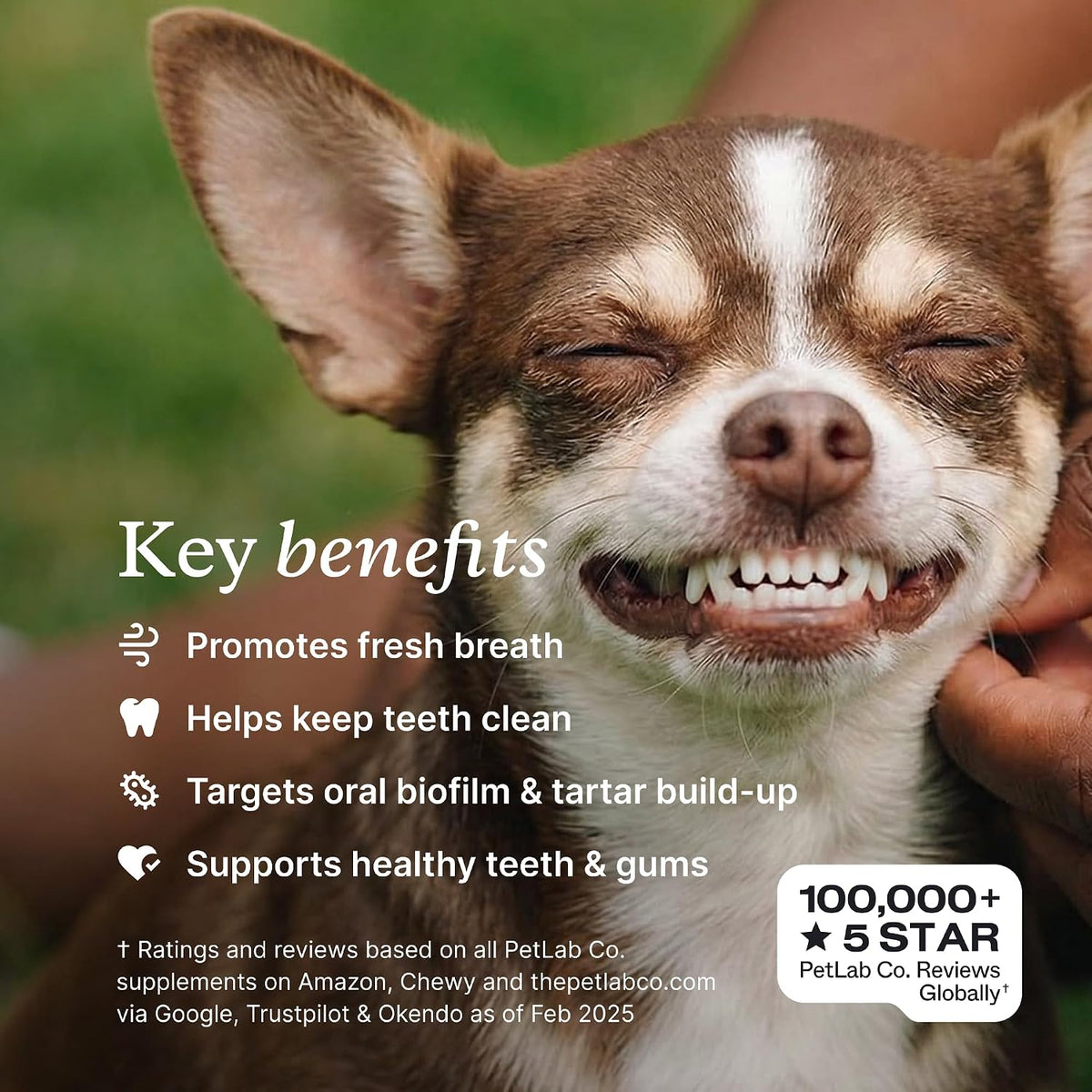 PetLab Co. ProBright Dental Powder - Dog Breath Freshener - Teeth Cleaning Made Easy – Targets Tartar & Bad Breath - Formulated for Medium Size Dogs